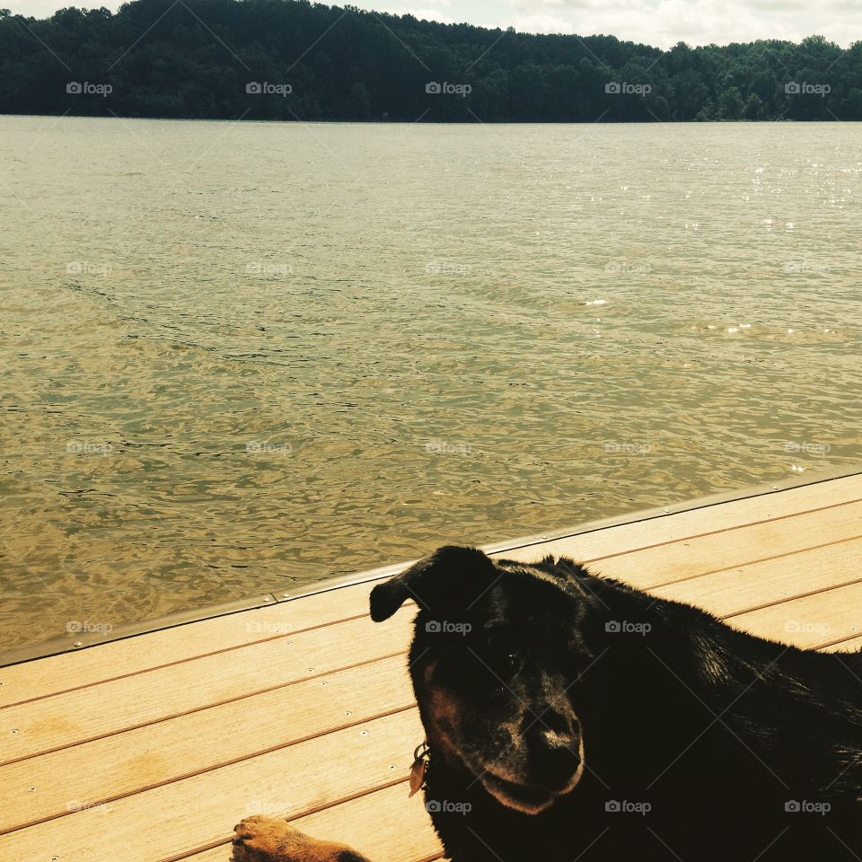 Rocky at the lake.