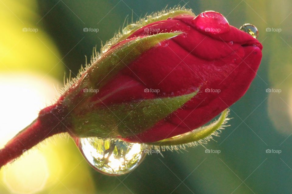 Flower Bud Reflection. Caught sun-flare through a tree in a water drop