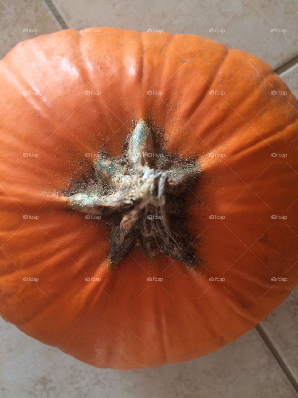 Fall pumpkin 