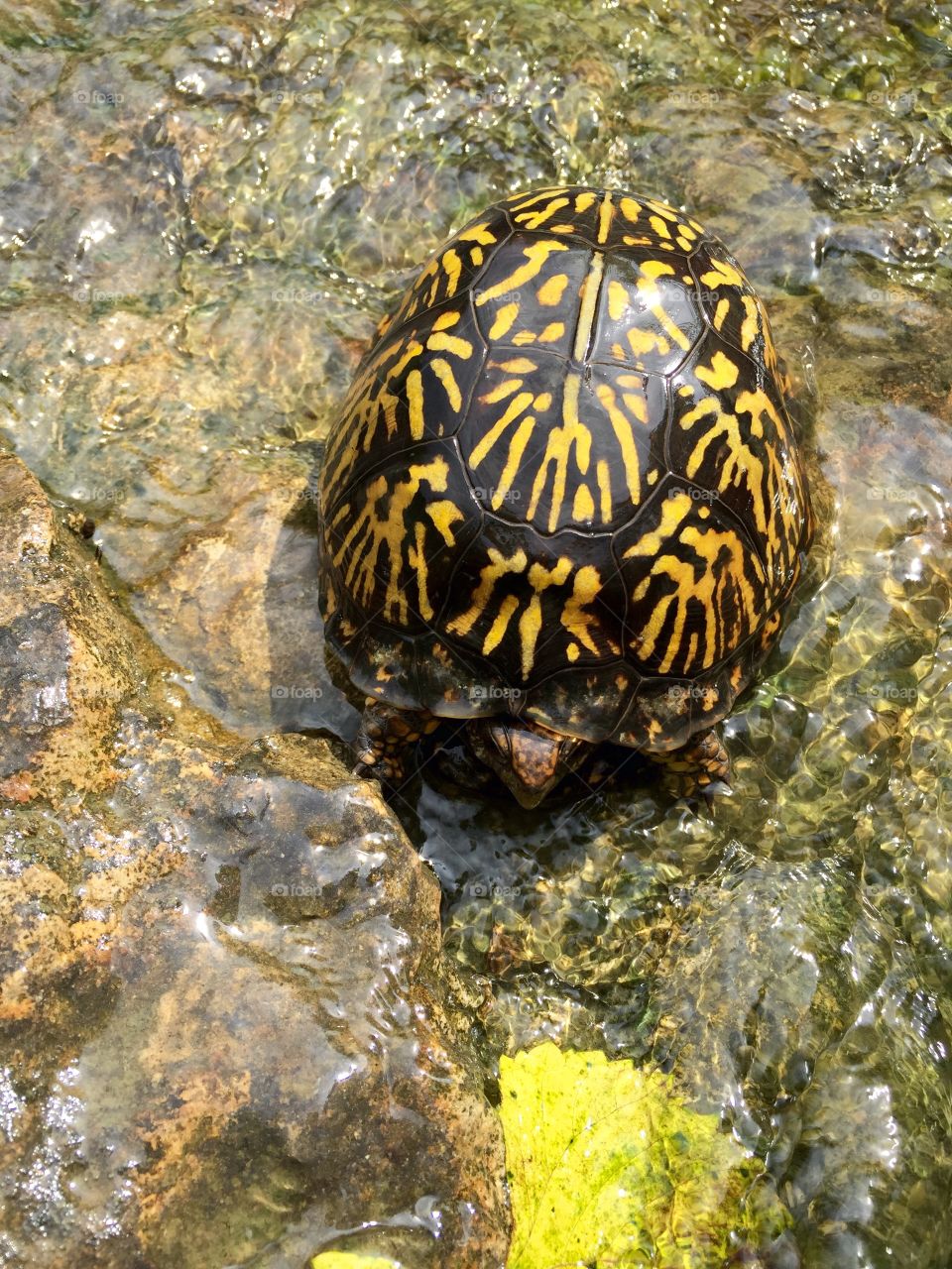 Box turtle in creek