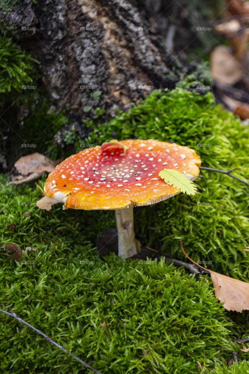 Autumn is here. Beautiful fly agaric with a small leaf among the moss