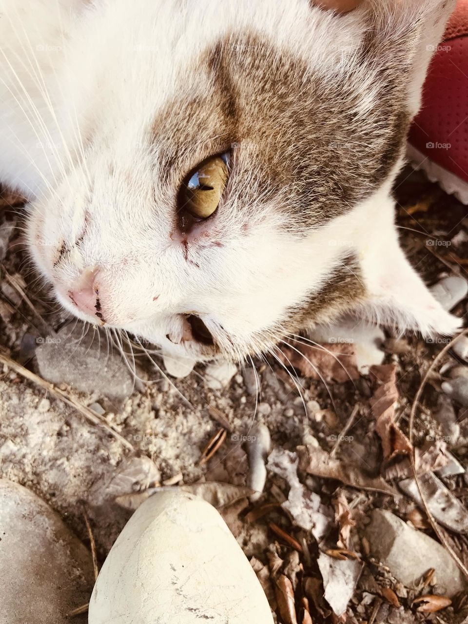 beautiful eyes of a black and white cat