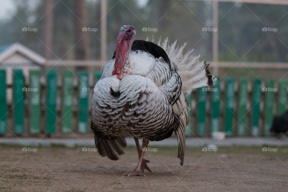 Bird, Animal, Poultry, Beak, Feather