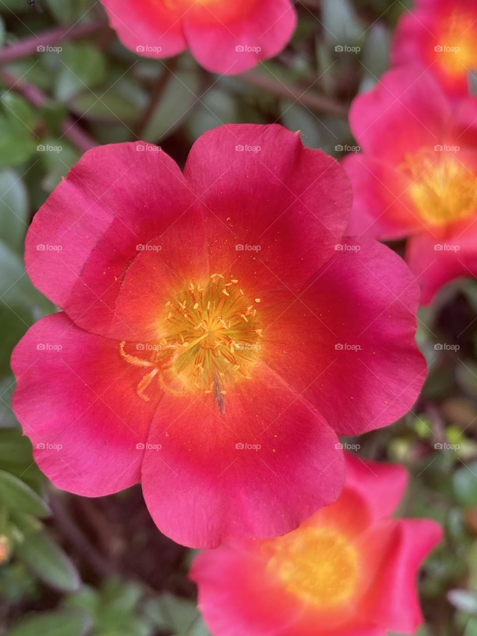 Jardim florido. Muitas ffores da planta chamada onze horas. Flor pink escura com miolo amarelo, combinação perfeita das cores.