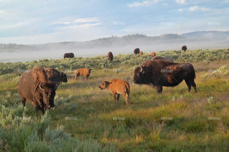 Mammal, No Person, Cattle, Grassland, Cow