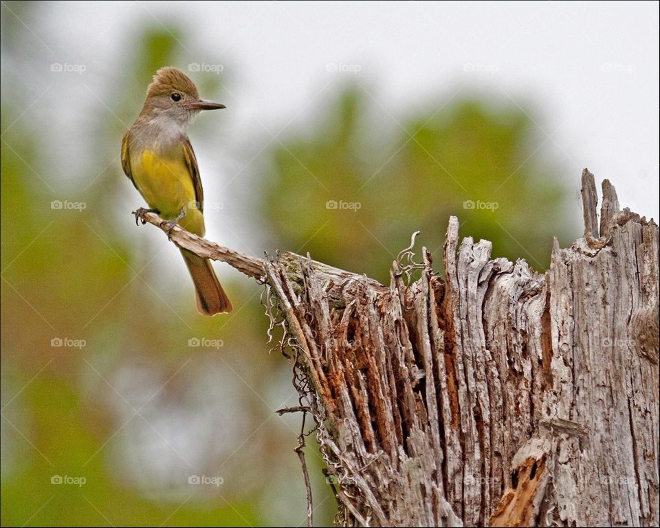 Beautiful crested Flycatcher.