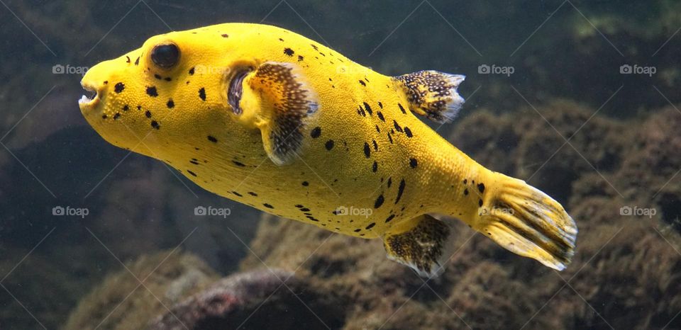 Beautiful and cute fish