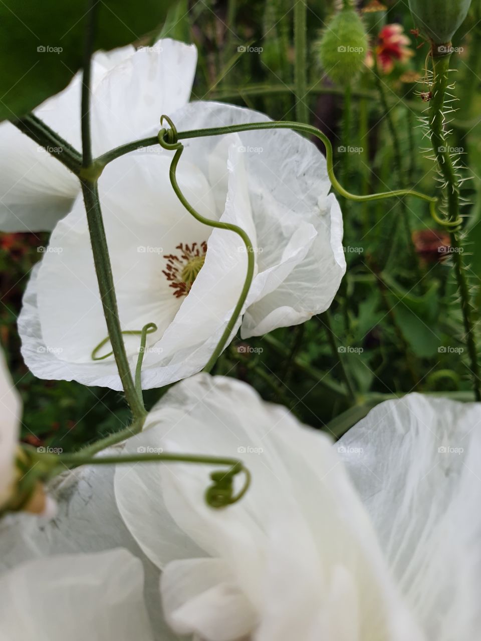 White poppies in the garden.