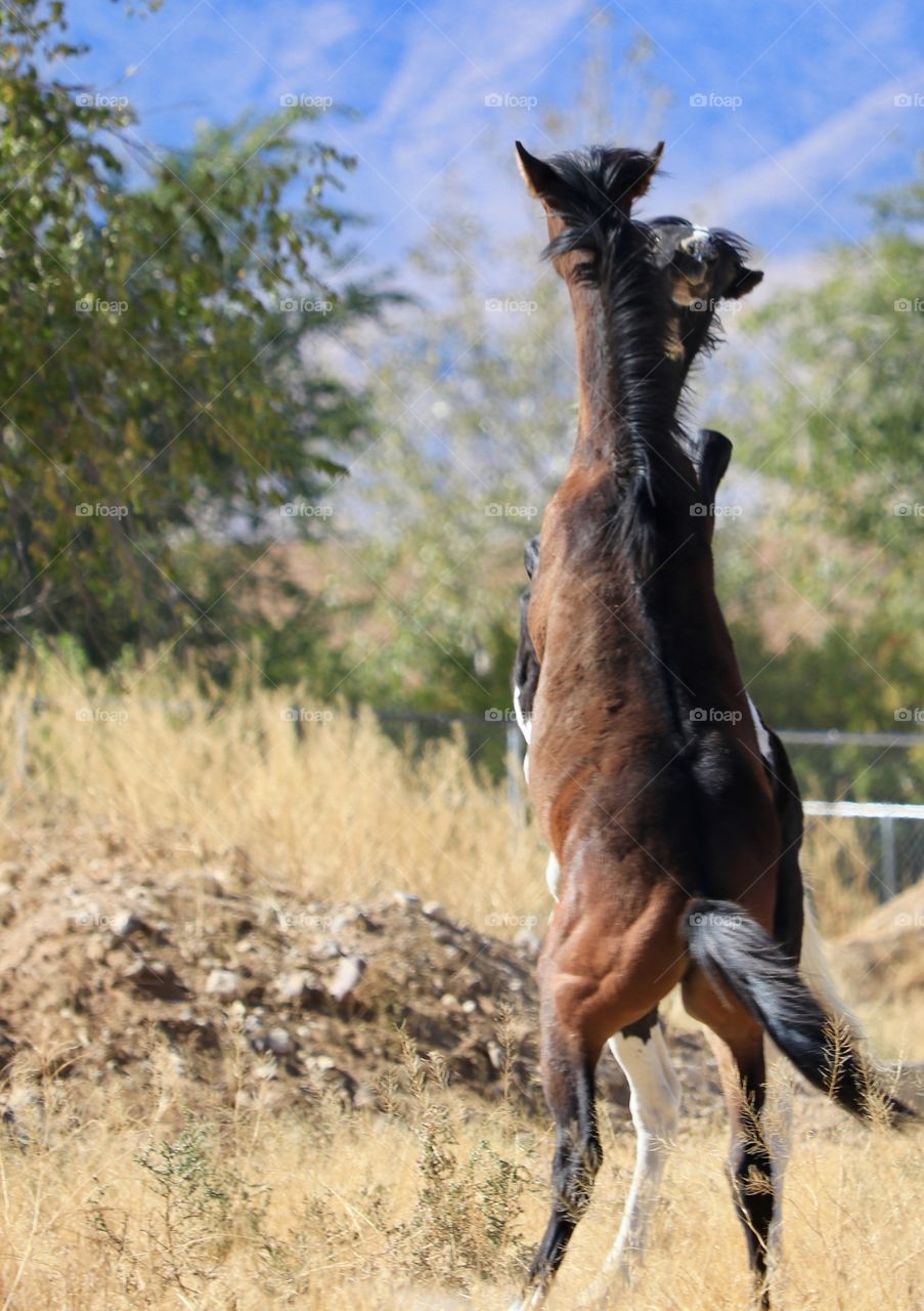 Pair of Young American wild mustang colts horsing around on hind legs 