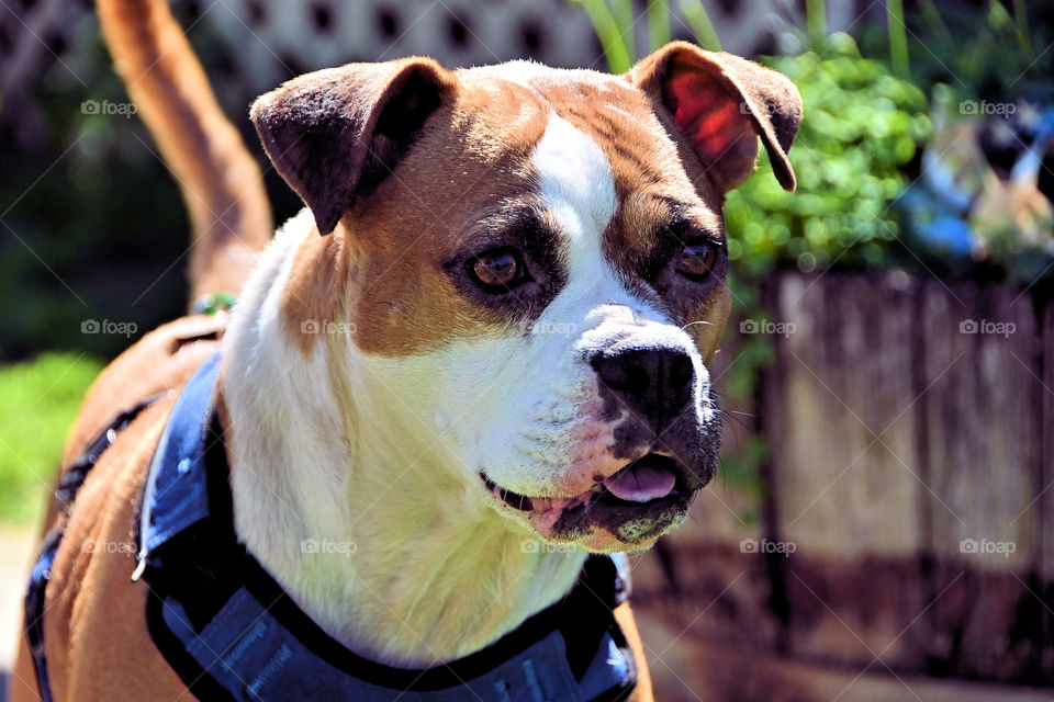 Watching closely to our neighbor's cat 🐯 