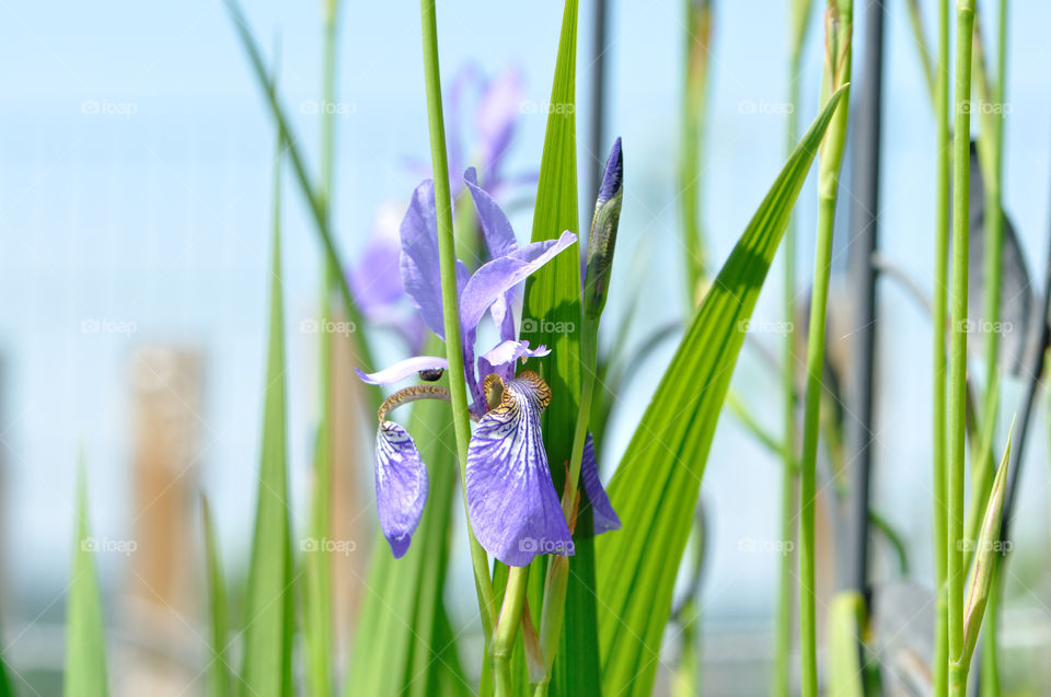 Blume, Blüte, Sommer, Frühling, Natur, Schönheit, Garten, Wiese, Lilie, Teich