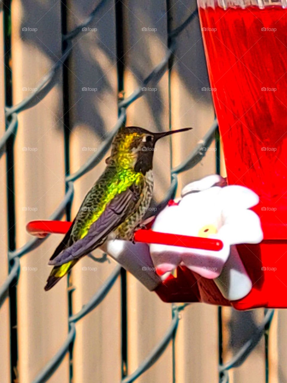 Humming Bird feeding