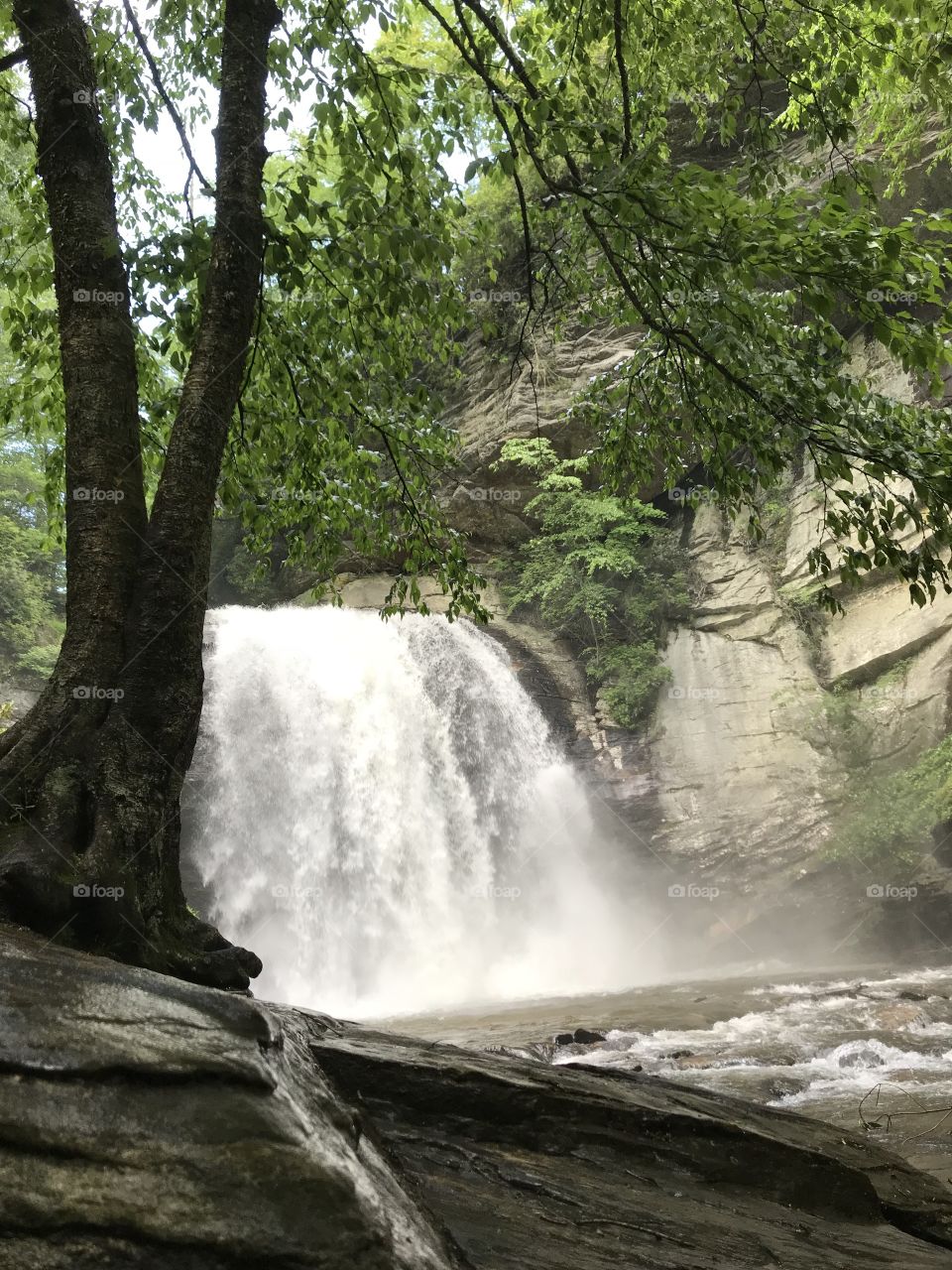 Looking Glass Falls in Brevard, NC in May