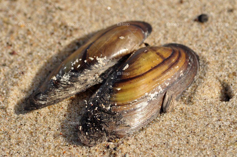 seashell on the beach of the Baltic sea coast in Poland