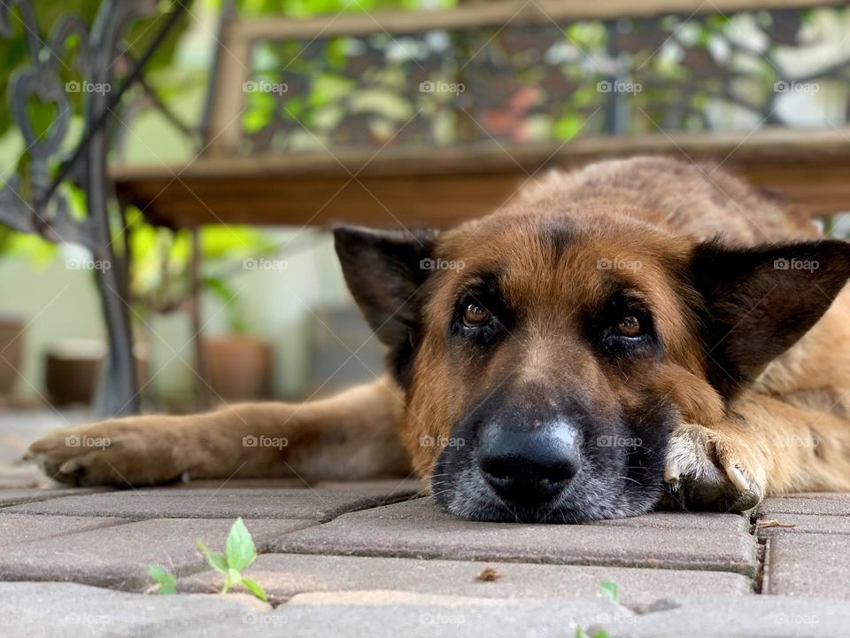 What is the definition of boring for you, human? Look at my face 