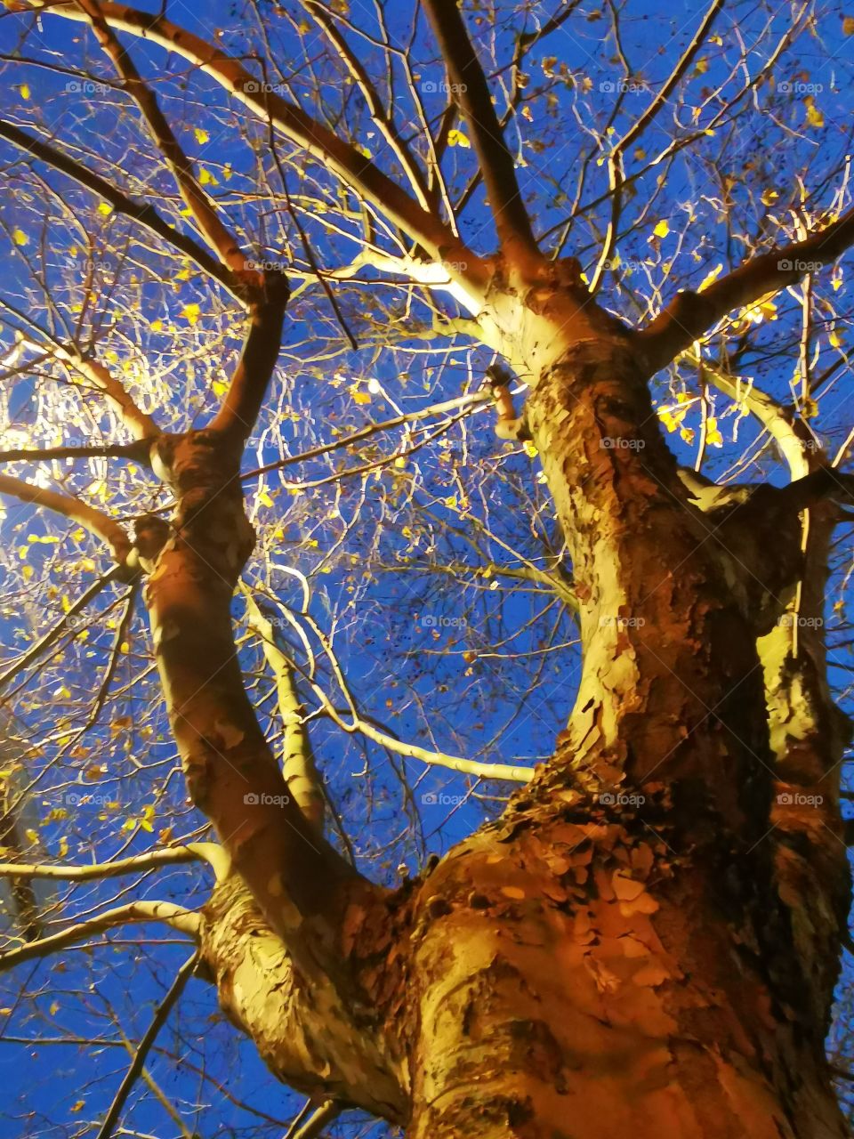 Preciosa árbol iluminado por la luz