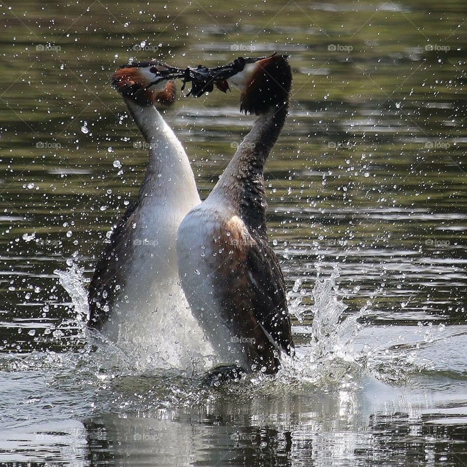 Courting Grebes