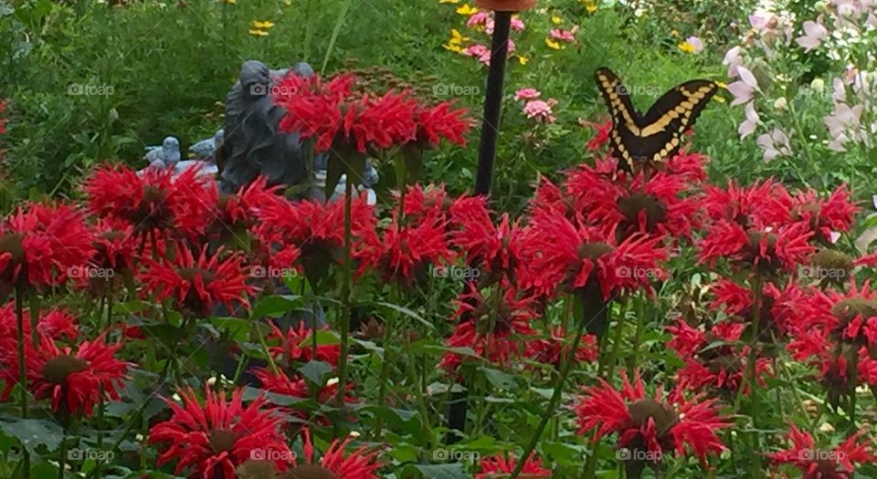 Butterfly and Bee Balm