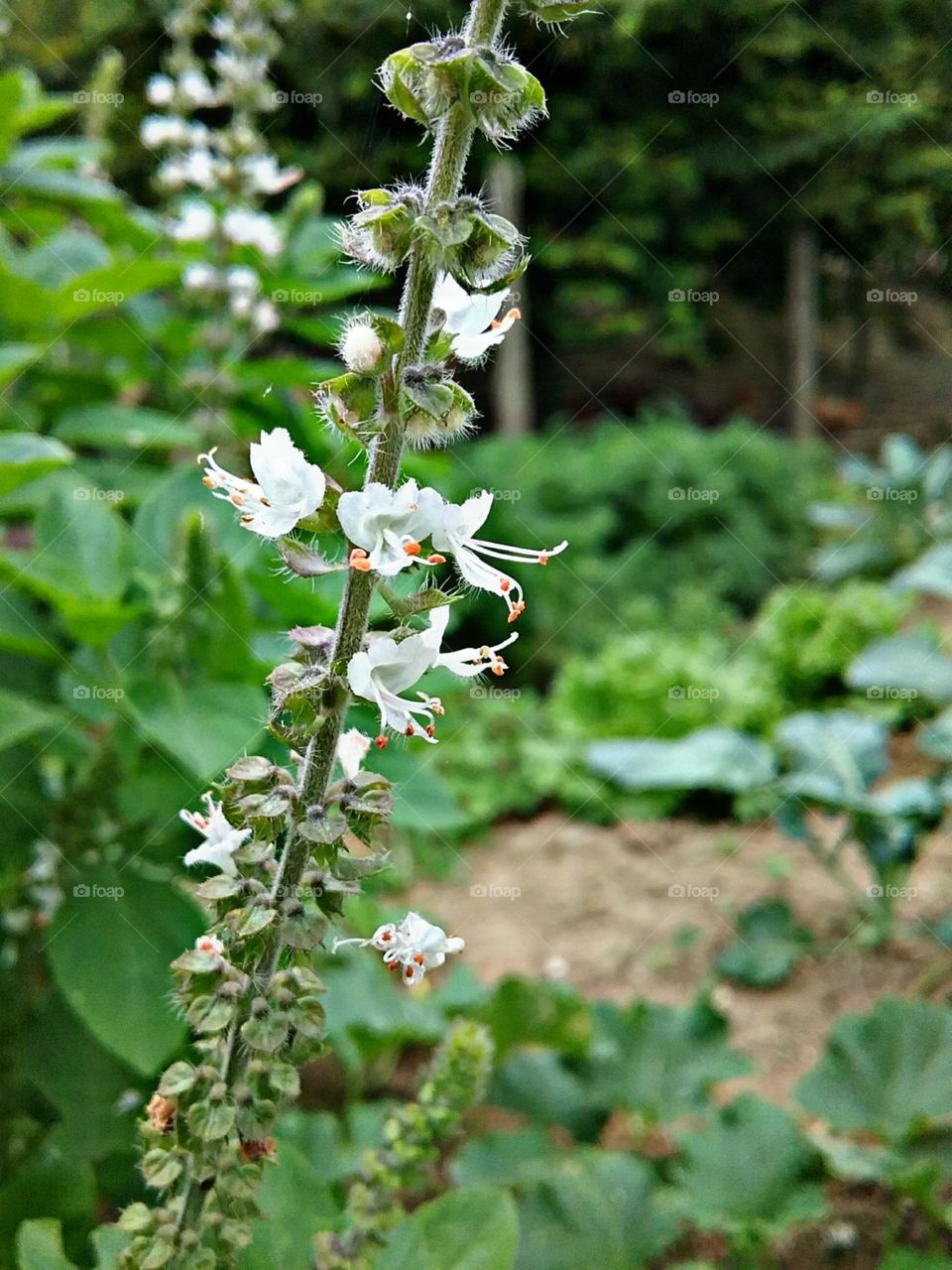 Pequenas flores admiradas pelos insetos.