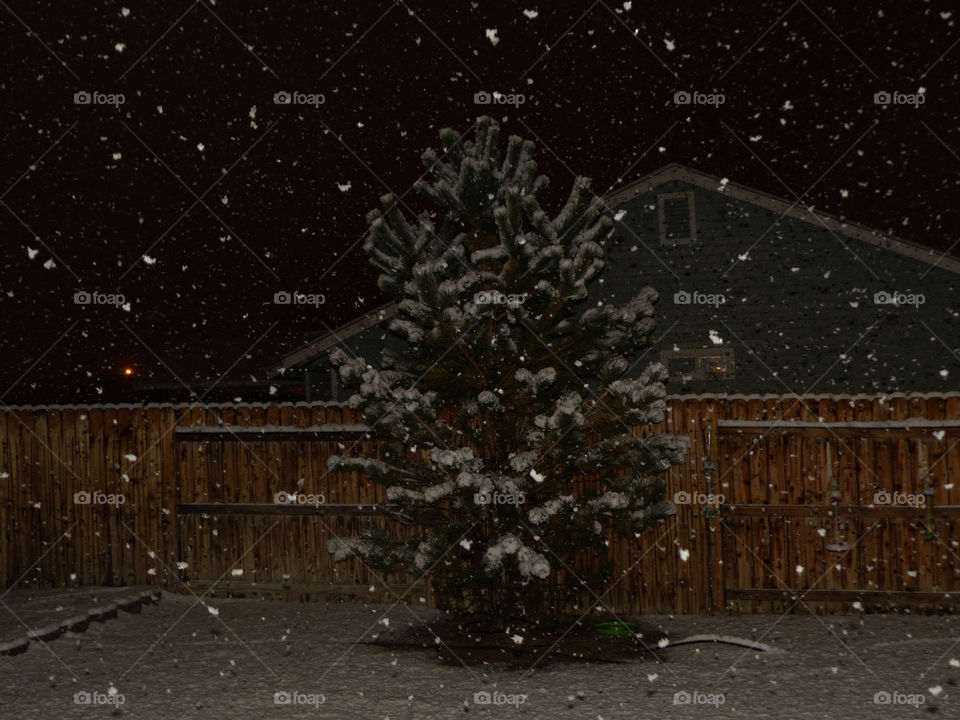 Snow on a tree