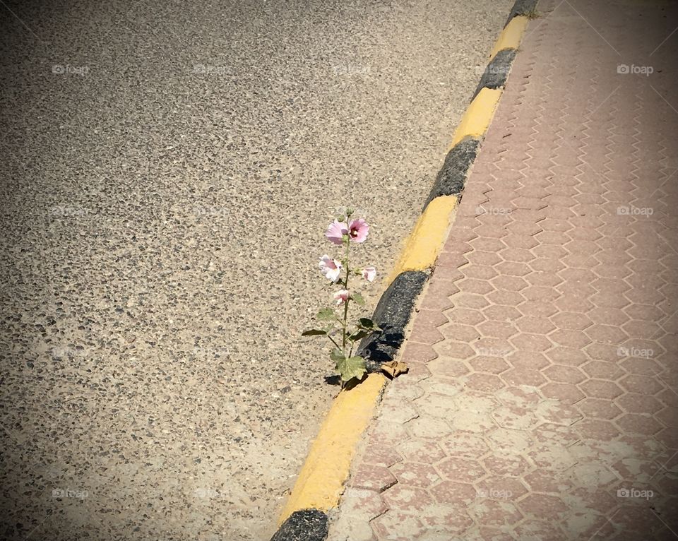 A flower on the edge  