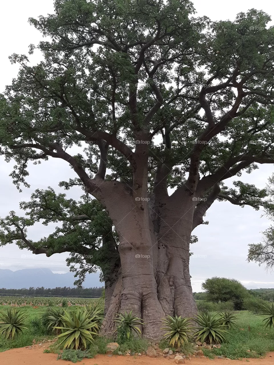 Boabab Tree