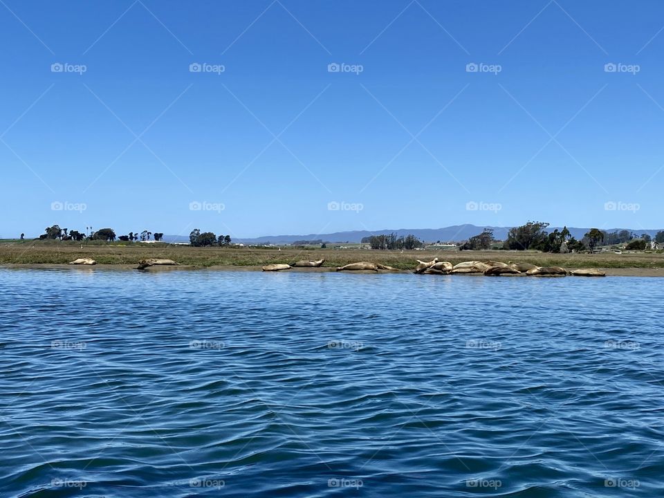 Harbor seals resting ashore at the Elkhorn Slough State Marine Reserve in Moss Landing California 