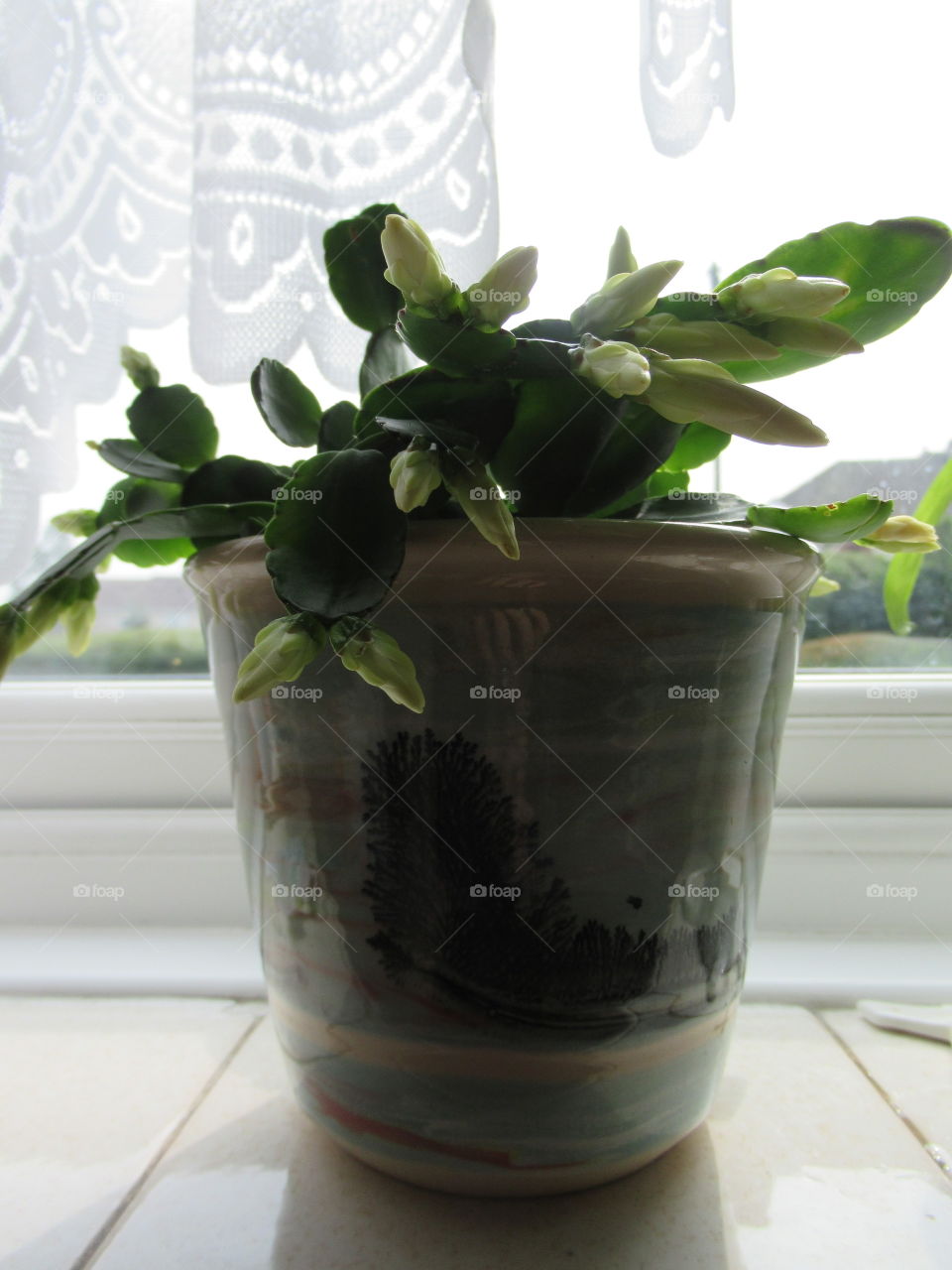 Easter cactus growing very well in kitchen window.