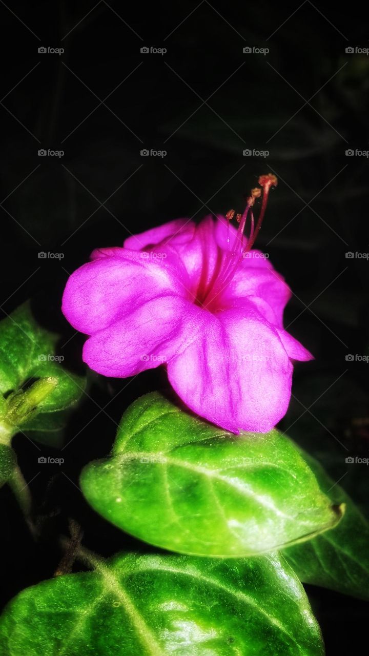 Beauty of the night flower
