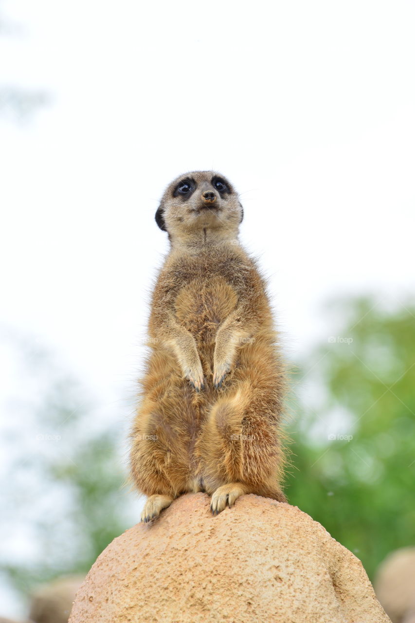 Low angle view of mongoose sitting on rock