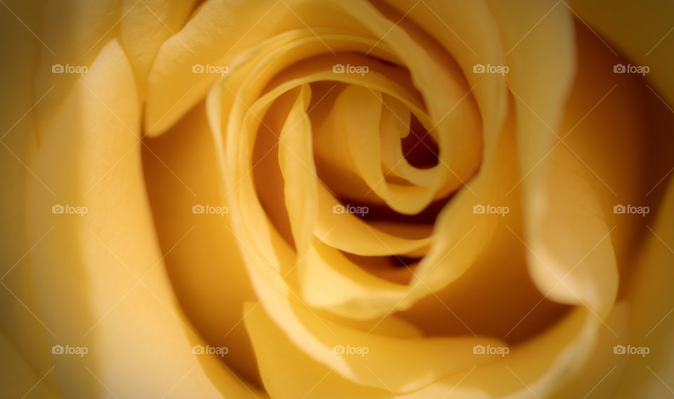 Close up of a yellow rose