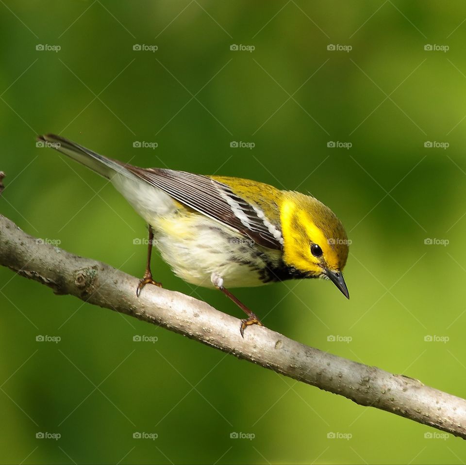 black-throated green warbler