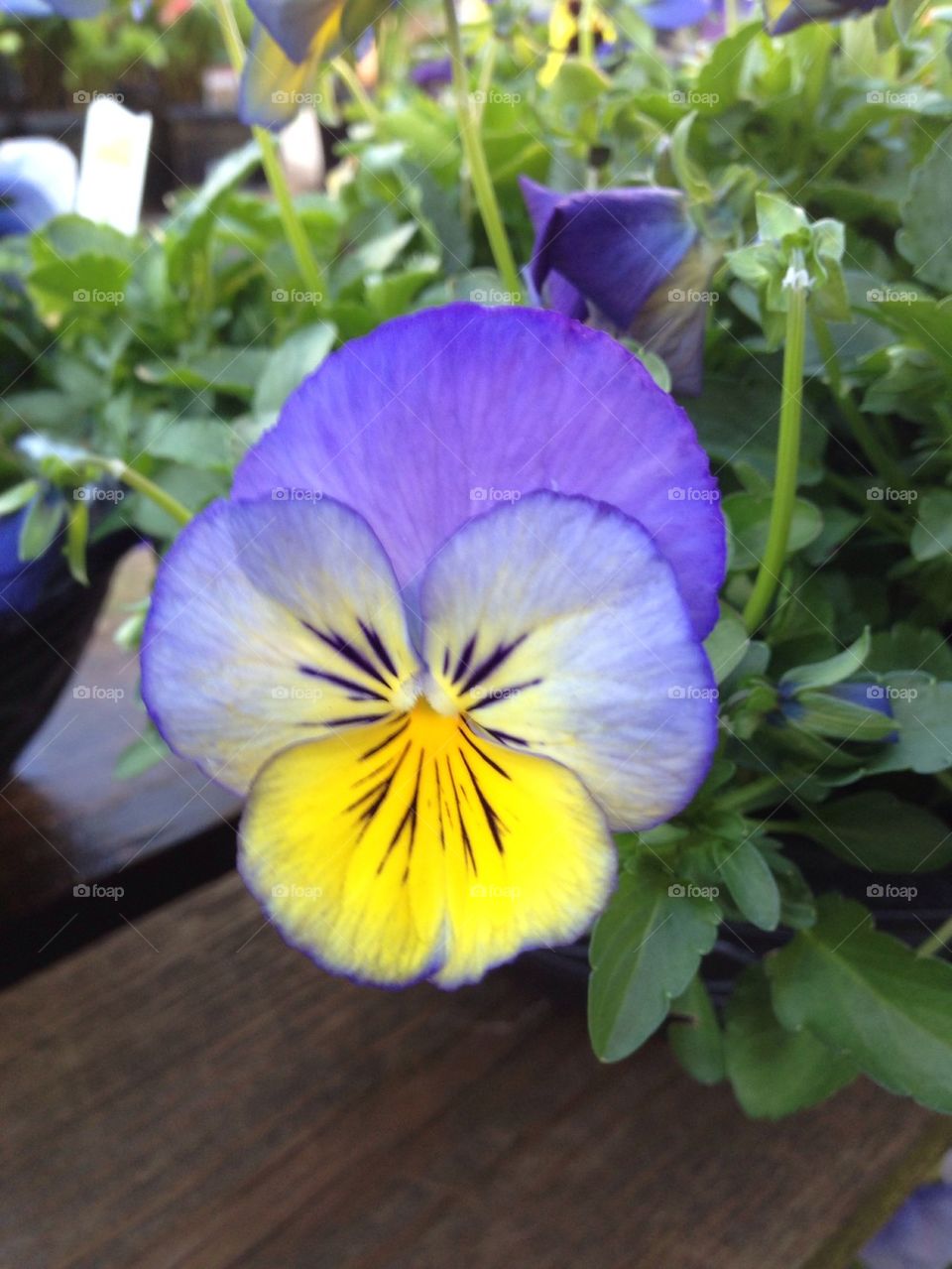 Pansies 