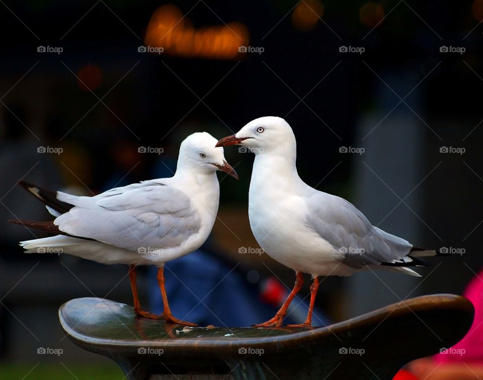 Loving seagulls
