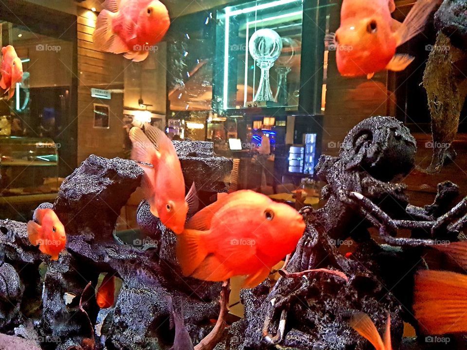 restoran Novak Djokovic Bg