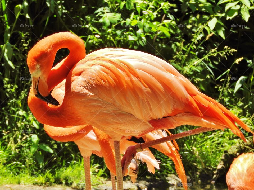 Flamingo strut