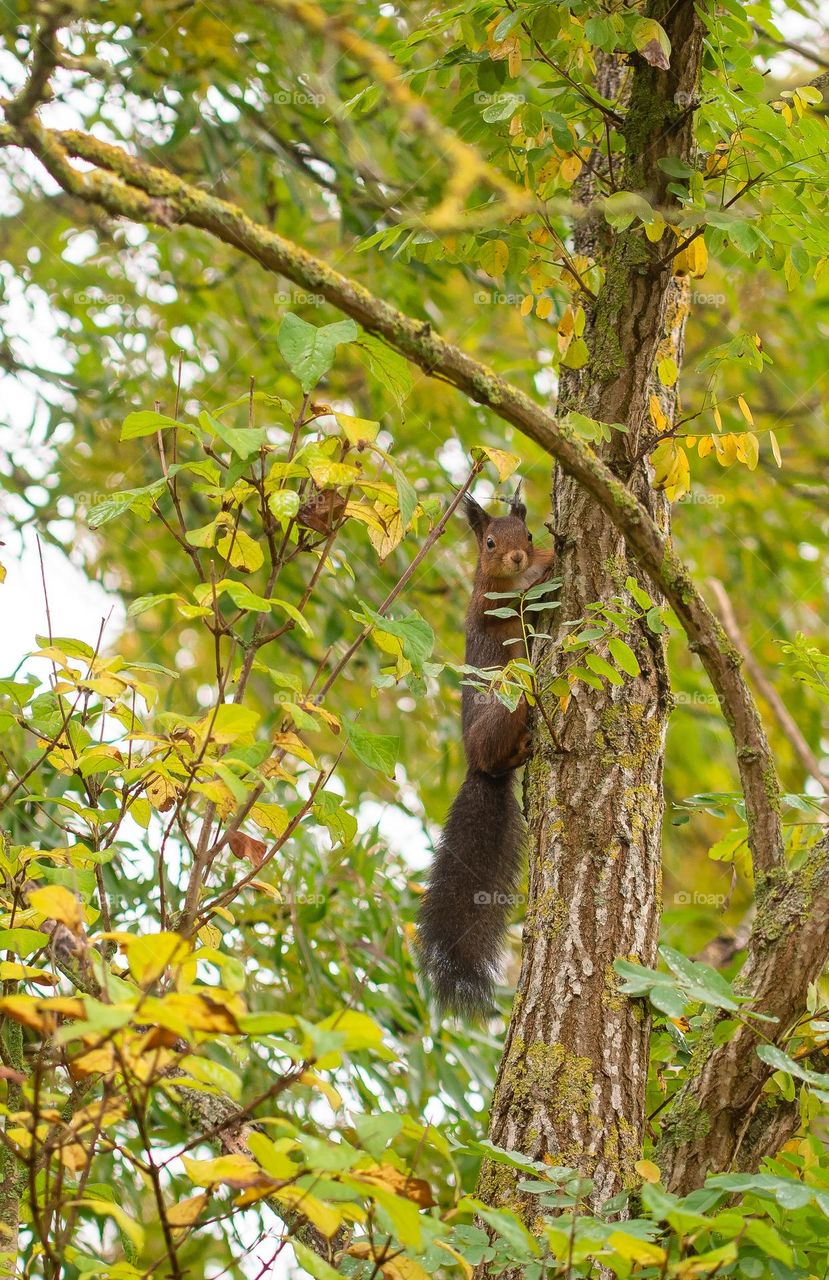 A squirrel in a tree