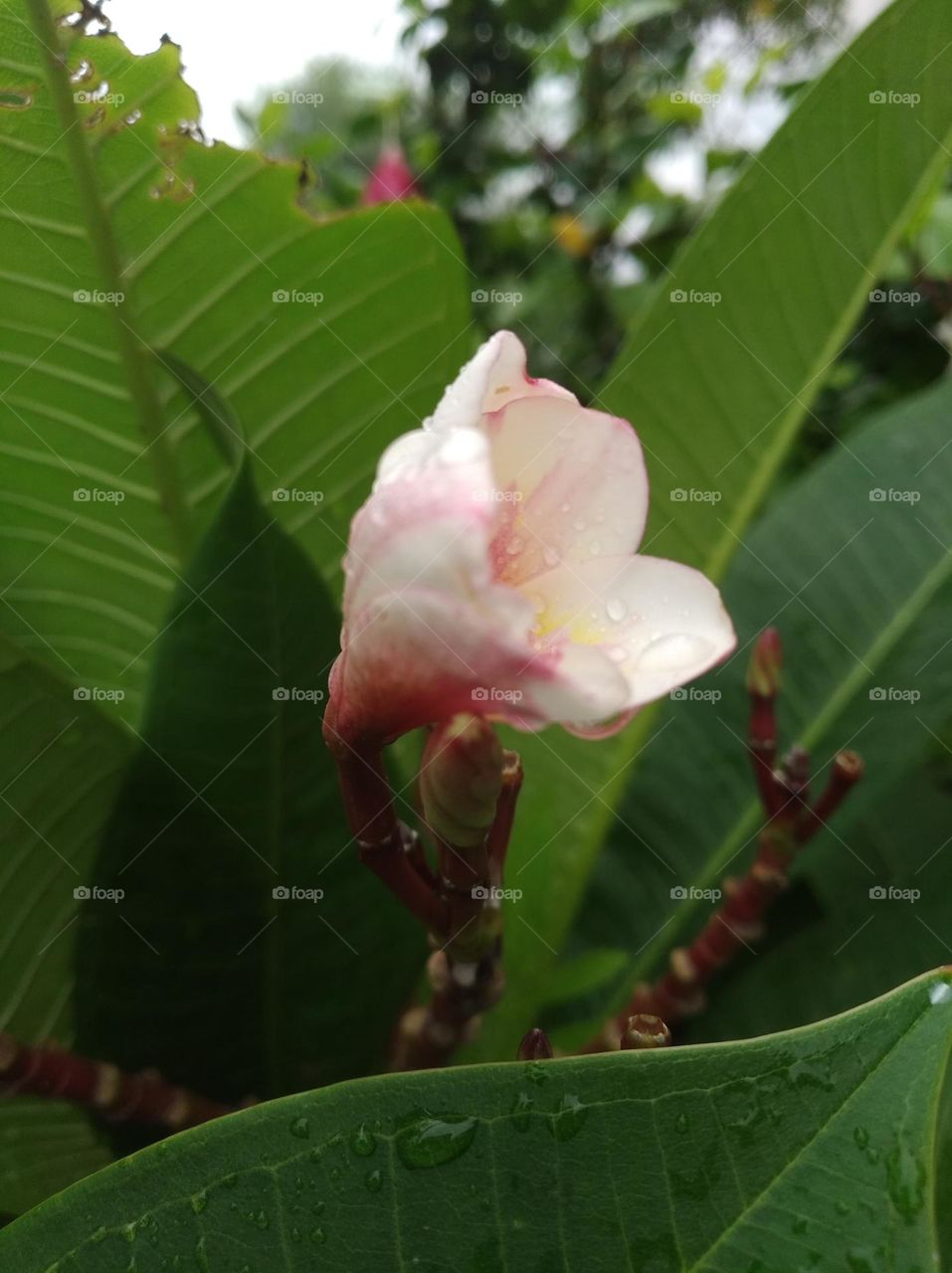white flower seasonal fresh shurb small size looks very beautiful generally found everywhere