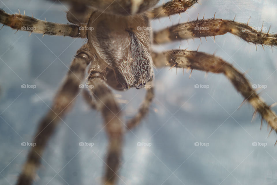 Big brown spider