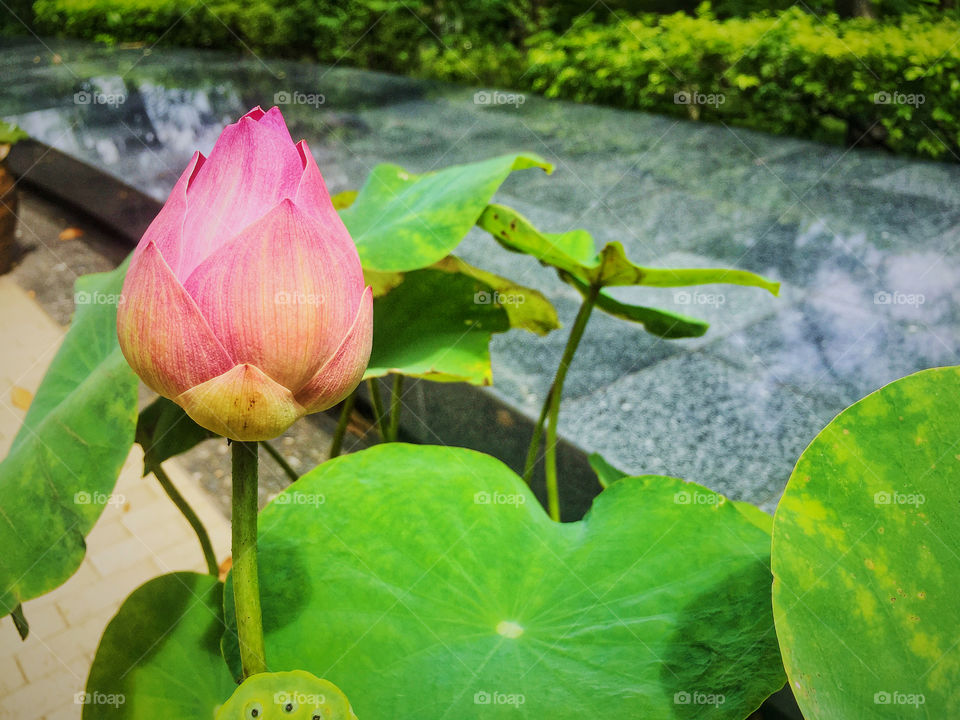Pink water lily in the garden 