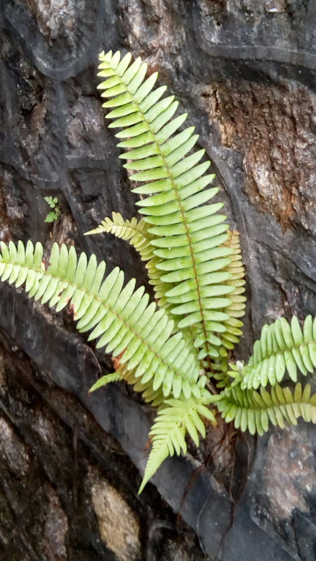 Fern
