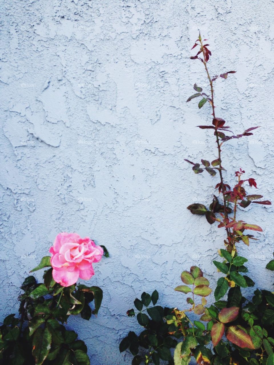 Rose by Wall