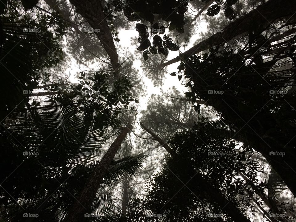 forest canopy