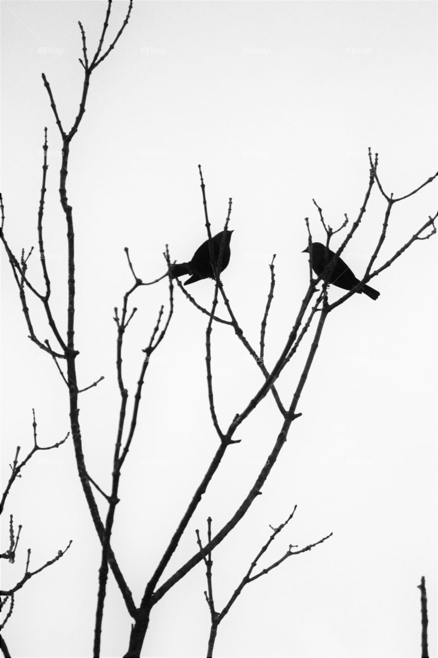 little bird friends and branches