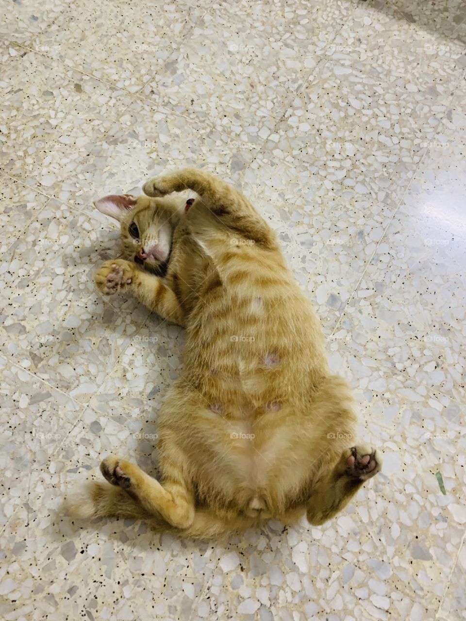 Cute cat belly 