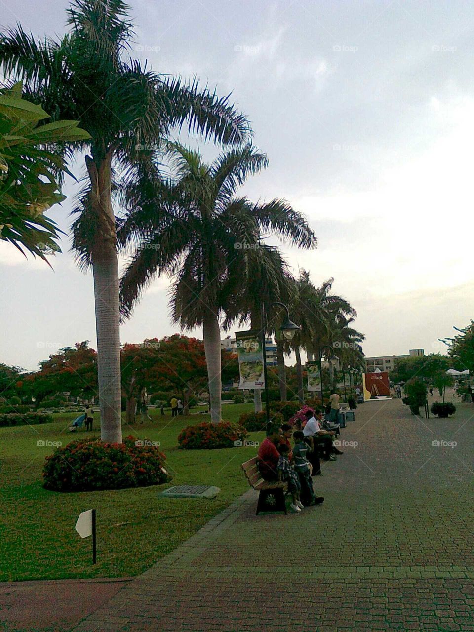 Tree, Palm, People, Recreation, No Person