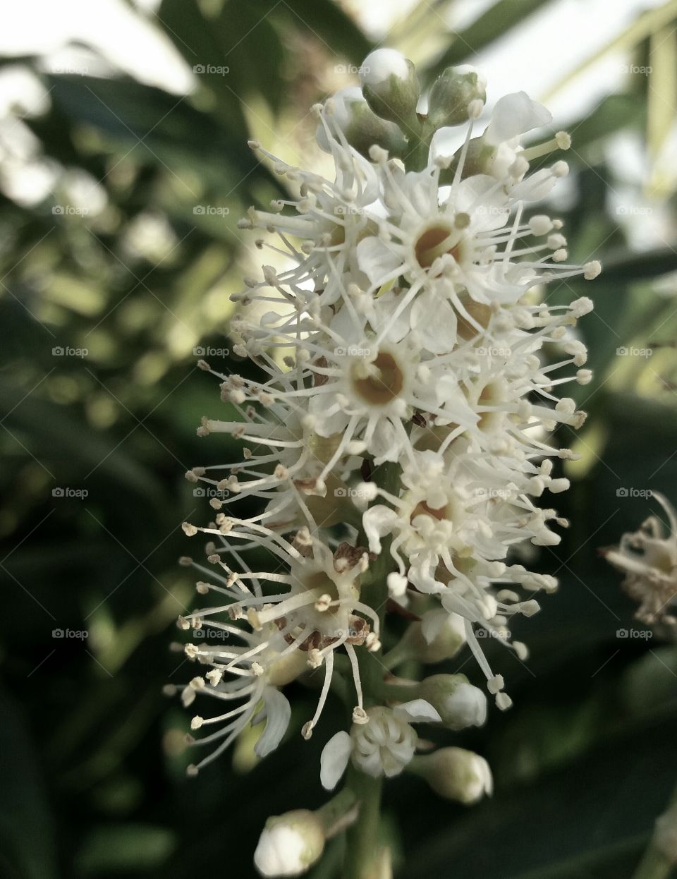 white multiple blossoms