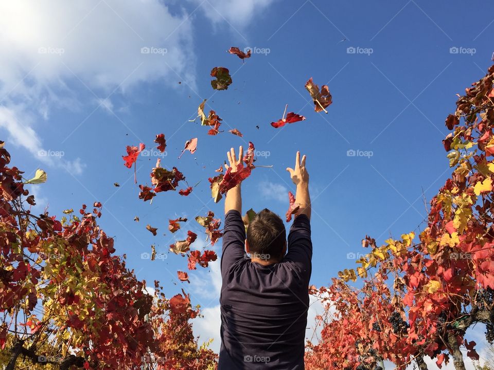 Red leaves are flying on me 