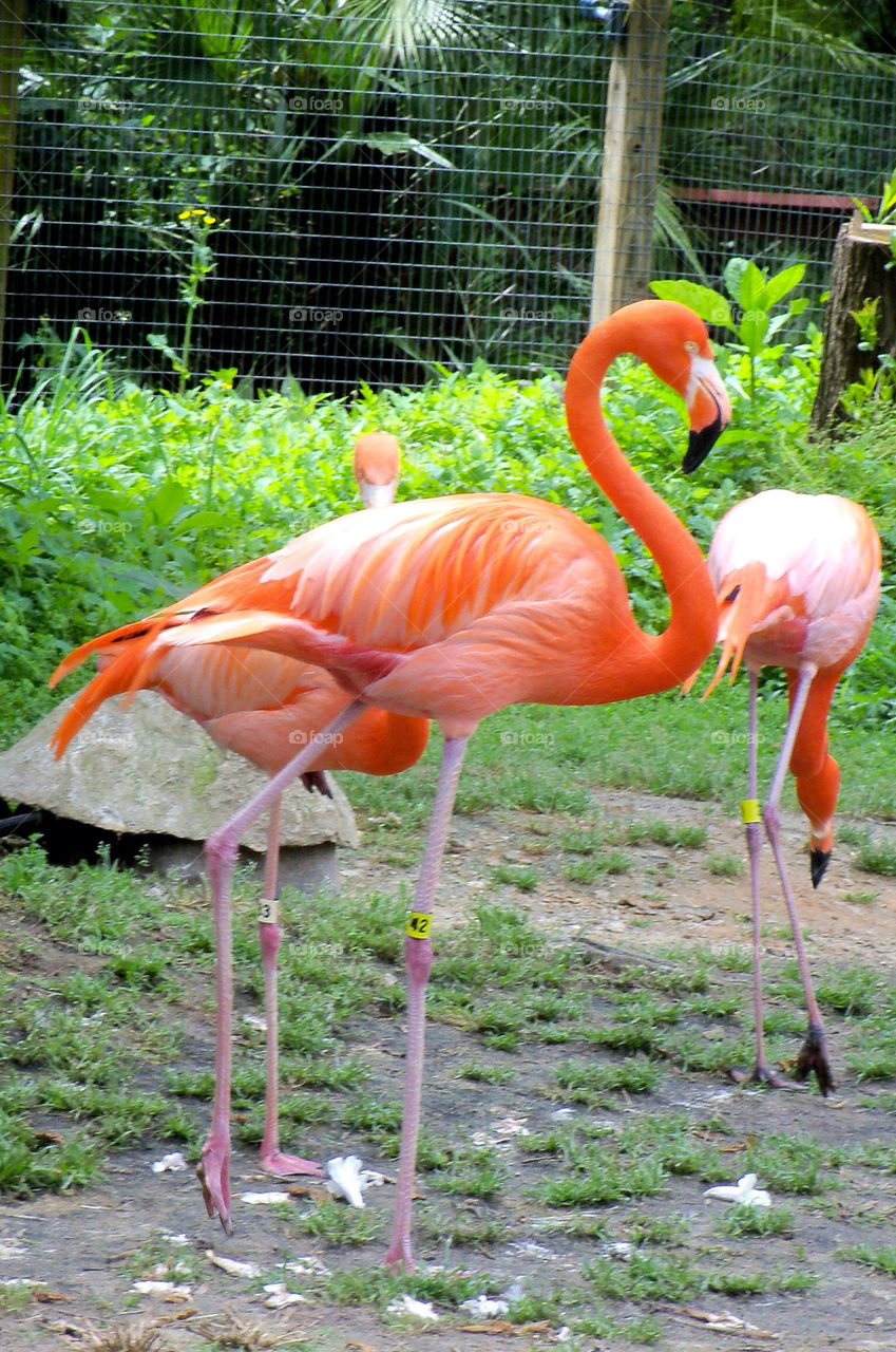 pink outdoors bird zoo by hayen