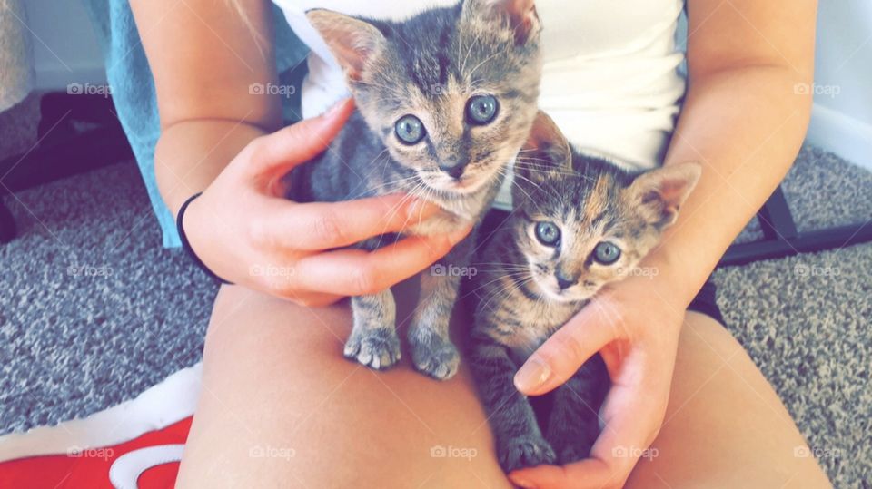 Kittens 
